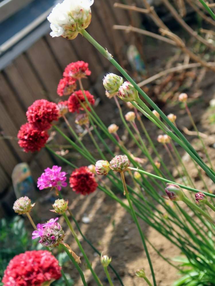 アルメリアの投稿画像 By ひぺさん 花のある暮らしと白い花と暖色系と風に揺れるよ 19月4月1日 Greensnap グリーンスナップ