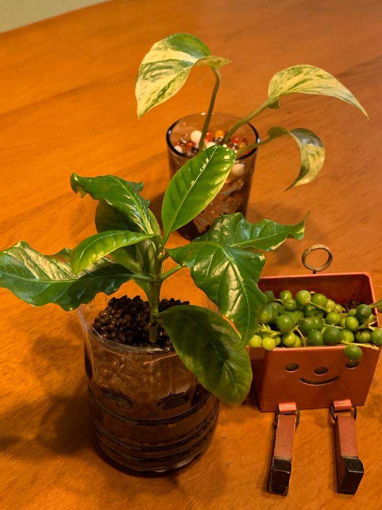 コーヒーの木 復活プロジェクト 21年1月9日更新 Greensnap グリーンスナップ