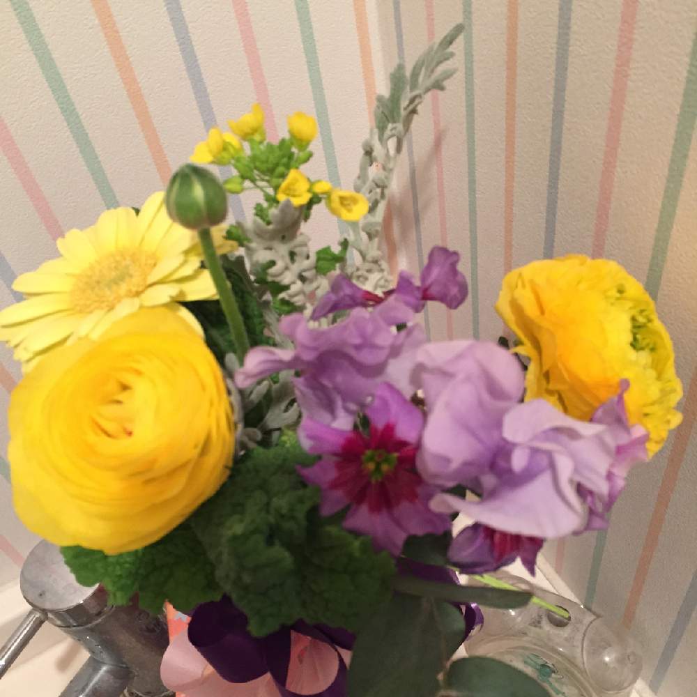 菜の花の投稿画像 By やむりかさん ラナンキュラスとガーベラとスイートピーと花のある暮らしと花束 19月4月1日 Greensnap グリーンスナップ