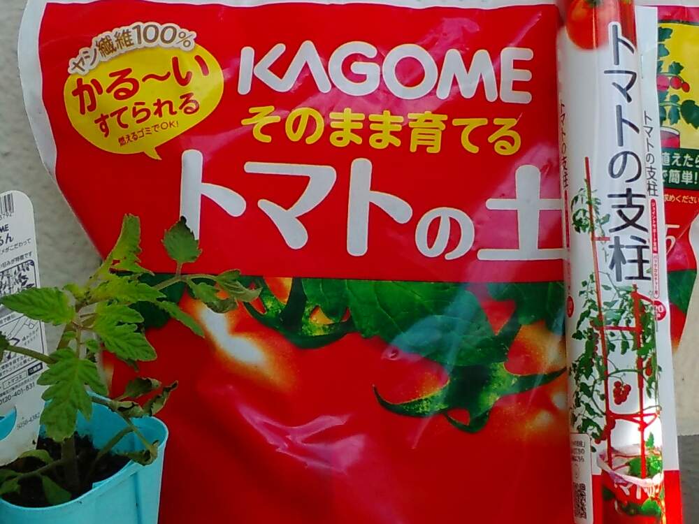 Kagomeのミニトマト苗 ぷるるん 栽培レポート Greensnap グリーンスナップ