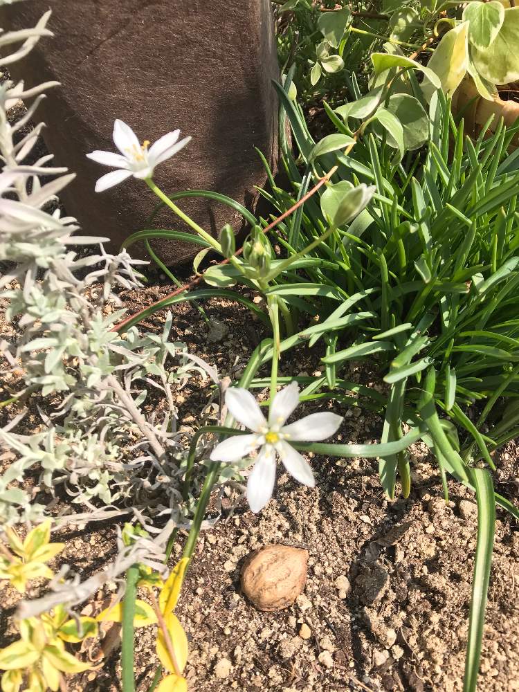 オーニソガラム ウンベラタムの投稿画像 By 春好きさん 花のある暮らしと白い花と地植えと球根植物 19月4月2日 Greensnap グリーンスナップ