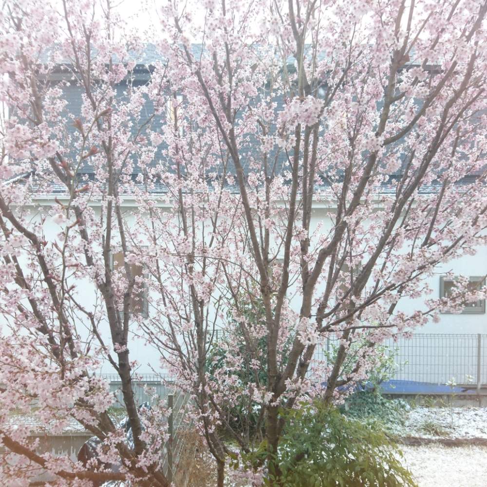 啓翁桜の投稿画像 By M Megさん 19桜 フォトコンテストと春だねぇと満開と庭木 19月4月2日 Greensnap グリーンスナップ