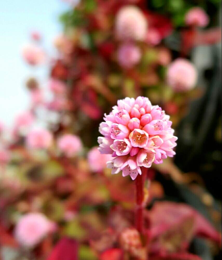 ヒメツルソバの投稿画像 By ぺこりん さん ポリゴナム ヒメツルソバ とお出かけ先と公園とピンク ピンクとgs映えとgs日和とwildflower Gardenブルーボネットと散歩とボタニカルスポットとおでかけ先と白い花とお散歩と小さな花と青空とお出かけ先にてと公園と