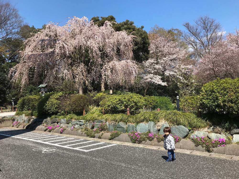 櫻木神社桜マップ 19 の投稿画像 By Chiamamaさん 19桜 フォトコンテストとワクワク ૦ と花のある暮らしと 桜に魅せられてと咲いた 19月4月2日 Greensnap グリーンスナップ