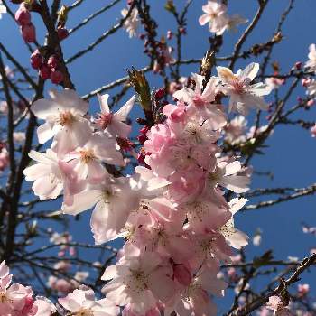 櫻木神社桜マップ 19 の投稿画像一覧 Greensnap グリーンスナップ