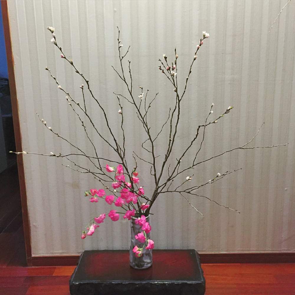 スイートピーの投稿画像 By Yukaさん さくら サクラ 桜と花のある暮らしと玄関と生花といけばなと花のある暮らしと生花といけばな 19月4月2日 Greensnap グリーンスナップ Greensnap グリーンスナップ