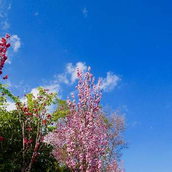 常泉寺の画像 by senさん | お出かけ先と常泉寺とピンク❤︎ピンクと花のある暮らし