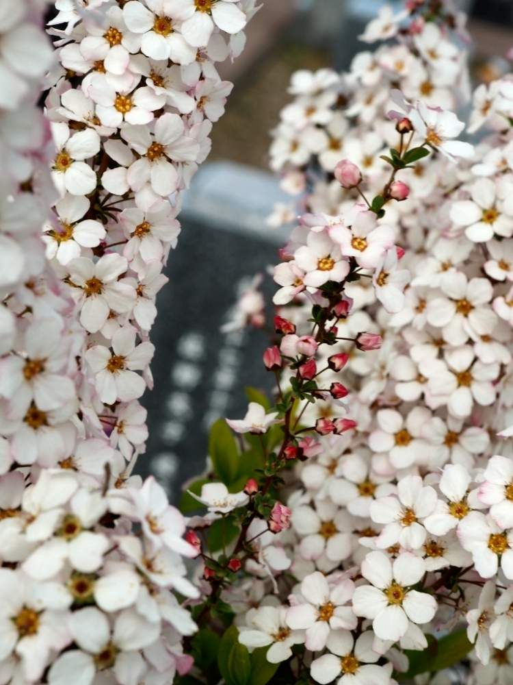 桃色雪柳の投稿画像 By Shizukさん ピンクユキヤナギと長善寺とこんな花が 19月4月2日 Greensnap グリーンスナップ