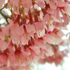 オカメザクラ,さくら サクラ 桜,公園,お花,花木の画像