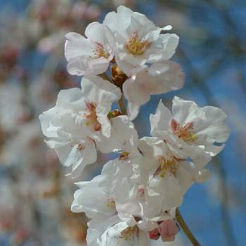 紫陽花,紫陽花 友の会,つばき紫陽花コレクション,つばき紫陽花2025の画像