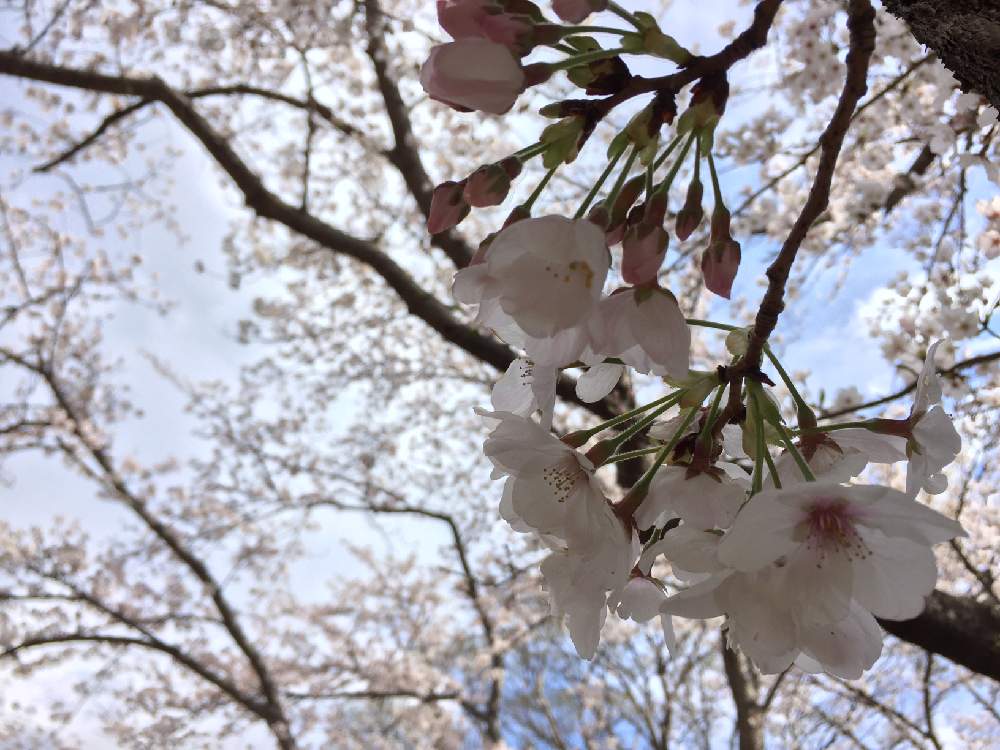さくら サクラ 桜の投稿画像 By どんぐりさん 根岸森林公園と 19桜 フォトコンテストとこどもと暮らすと横浜と花のある暮らしと根岸森林公園 桜 マップ19 とかわいいな 19月4月3日 Greensnap グリーンスナップ
