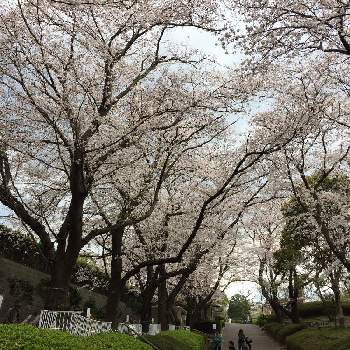 根岸森林公園 桜マップ19 の投稿画像一覧 Greensnap グリーンスナップ