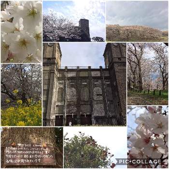 根岸森林公園 桜マップ19 の投稿画像一覧 Greensnap グリーンスナップ