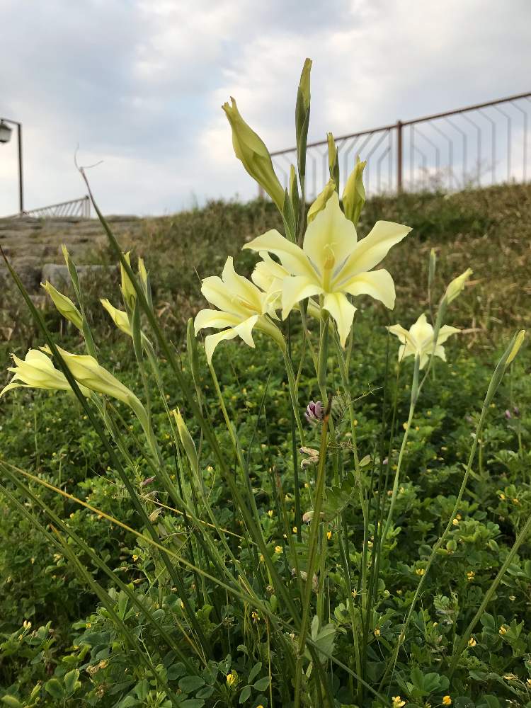 グラジオラストリスティスコンコロールの投稿画像 By 赤毛のアンさん 花のある暮らしとウォーキングの楽しみと花のある暮らしとウォーキングの楽しみ 19月4月3日 Greensnap グリーンスナップ Greensnap グリーンスナップ