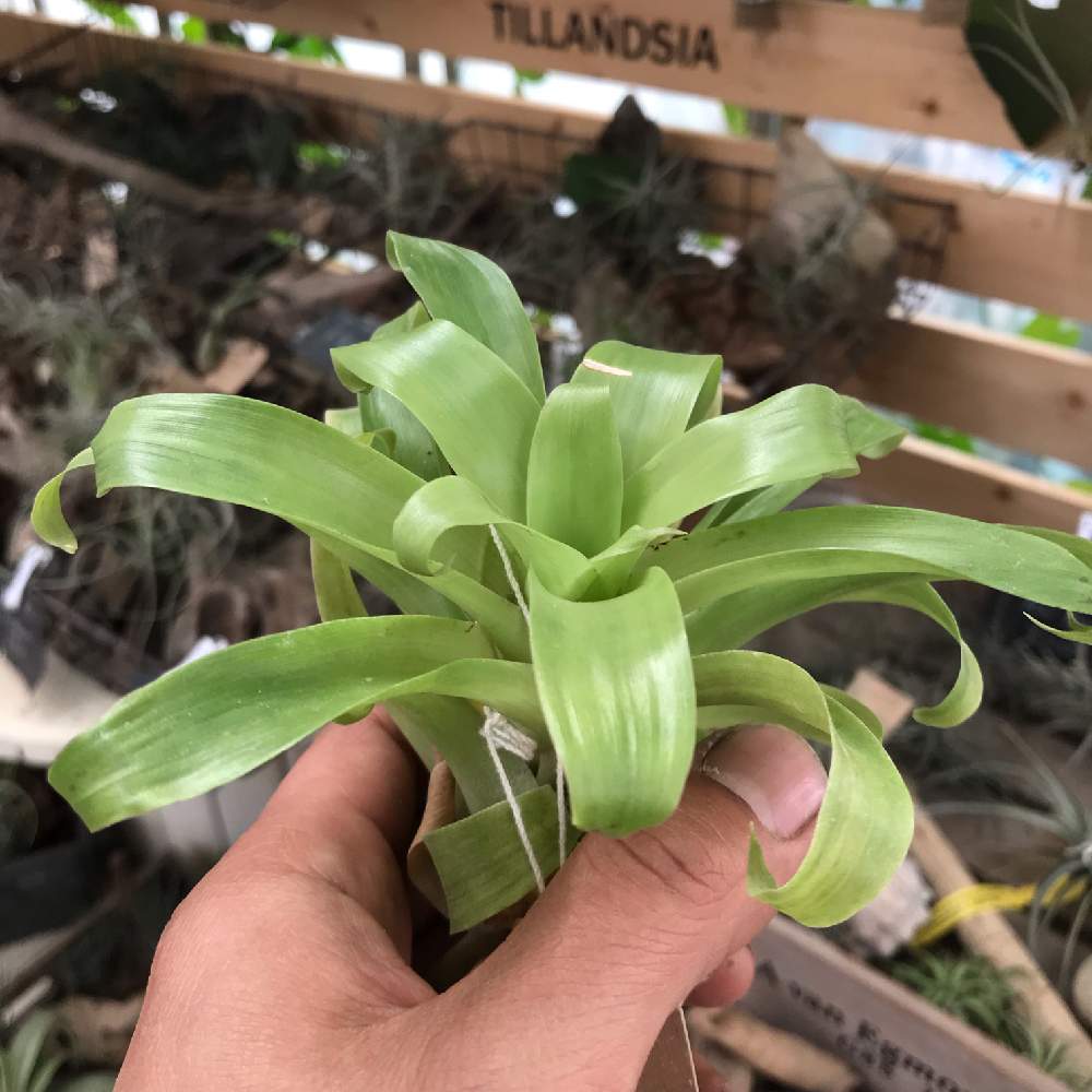 Tillandsia Rubellaの投稿画像 By トロピカルビレッジさん チランジアとエアプランツ チランジアと流木とエアープランツとハワイアンと南国の花とハワイアン スタイルと南国植物とトロピカルと植中毒とカリフォルニアスタイルとチランジア属と南国の植物とtillandsia と