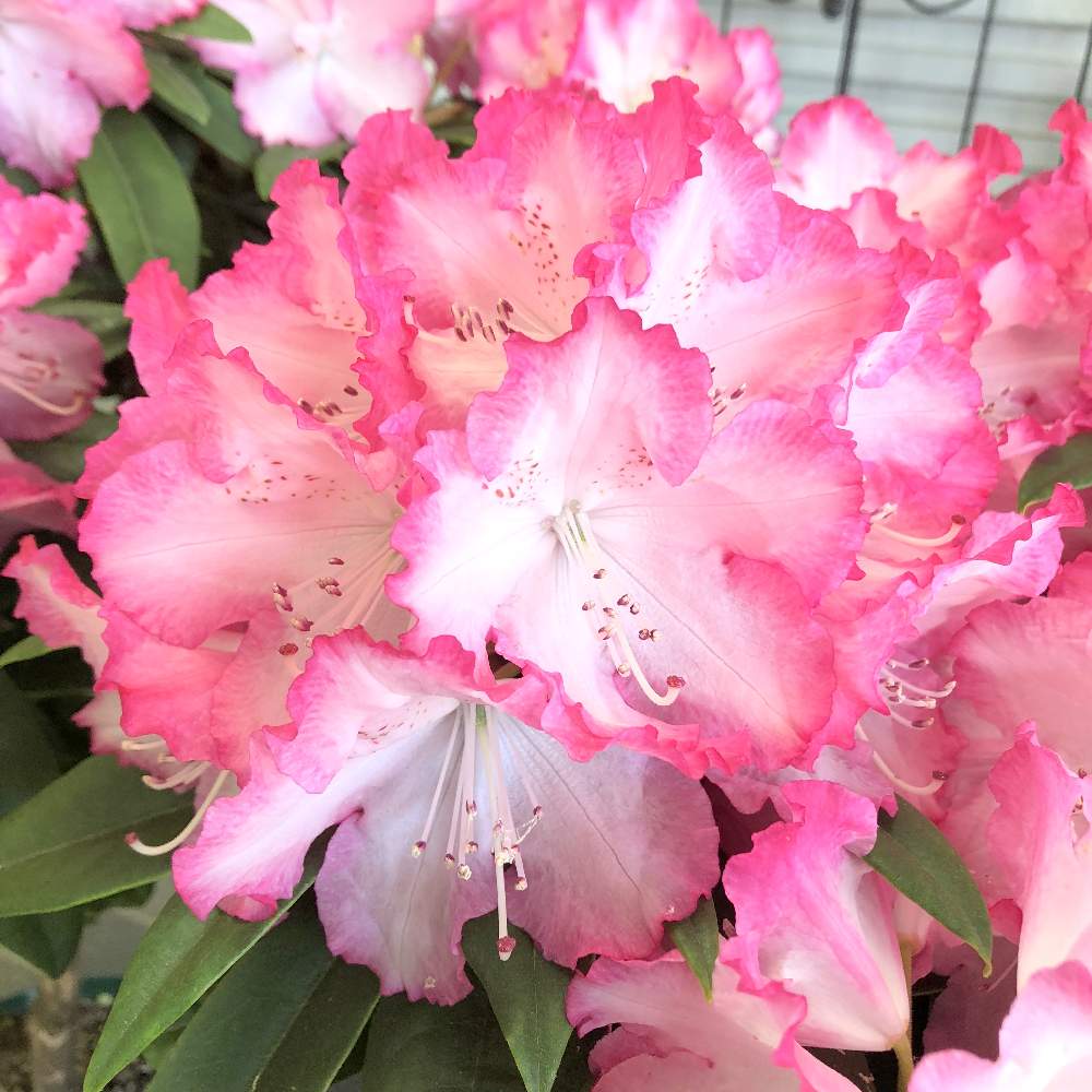 シャクナゲスーパーローディーの投稿画像 By 豊明花き株式会社さん 西洋シヤクナゲ と植物のある暮らしと花は癒しとピンク色と癒しと花木 と綺麗とスーパーローディーと花木の女王と愛知豊明花き地方卸売市場と春色と花のある暮らしと満開シャクナゲとかわいいとお花と