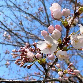 さくらのつぼみの投稿画像一覧 Greensnap グリーンスナップ