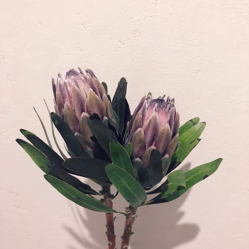 プロテアの投稿画像 By Chinami さん ドライフラワーとドライフラワー大好きとお花大好き とドライフラワーのある暮らしとオーストラリア ネイティヴプランツと花のある暮らしとオージープランツ 19月4月3日 Greensnap グリーンスナップ
