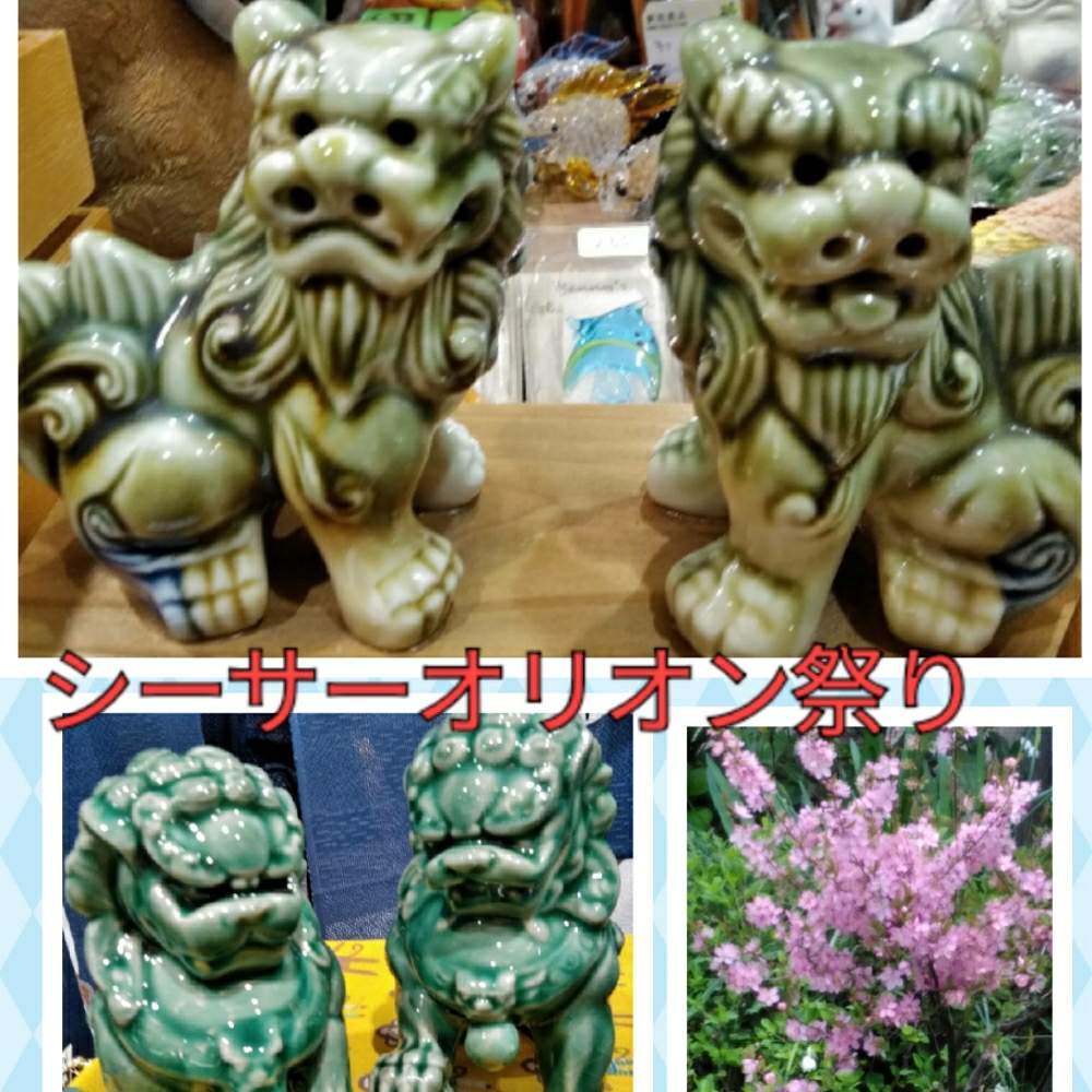 ロハスフェスタの投稿画像 By かえさん シーサーオリオンとhtcとツバキの花とコゴメ桜とお出かけ先とシーサー祭ꮶとロハスフェスタとシーサー オリオンとhtcとツバキの花とコゴメ桜とシーサー祭ꮶ 19月4月3日 Greensnap グリーンスナップ Greensnap