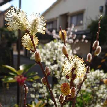 ピンクパールネコヤナギの投稿画像一覧 Greensnap グリーンスナップ