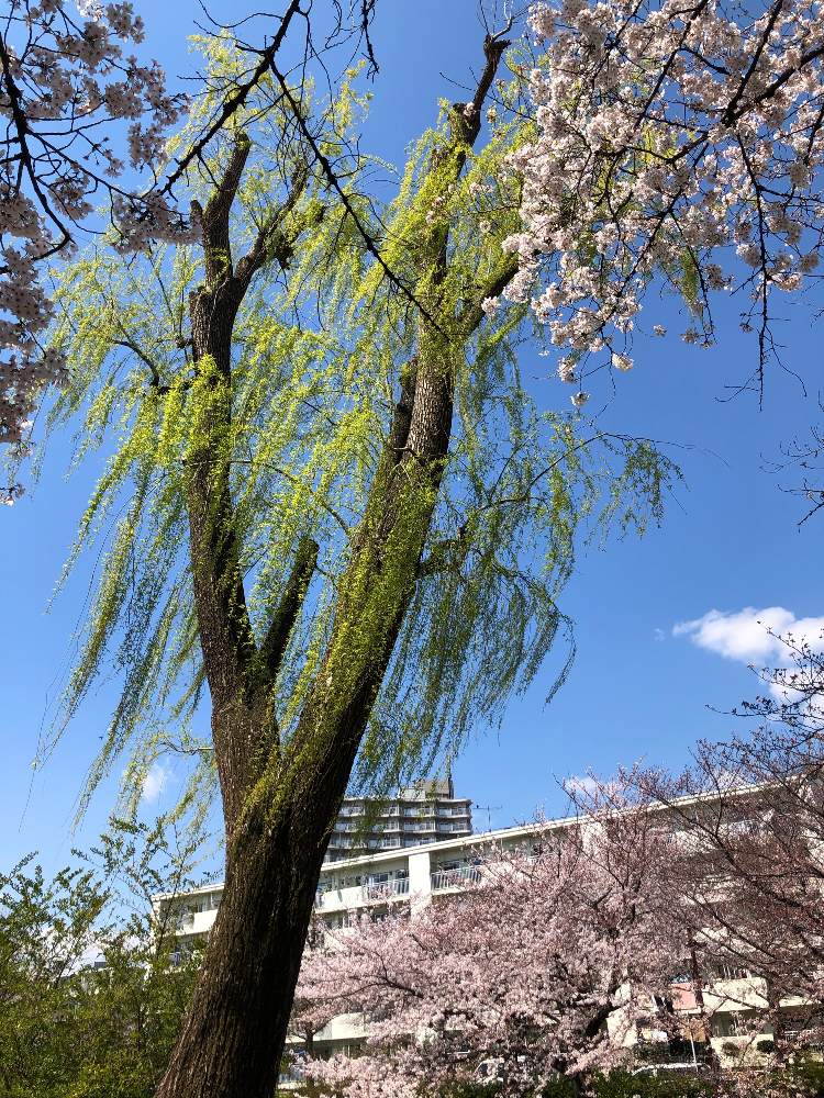 ヤナギの投稿画像 By ポカさん サクラと花のある暮らしと石神井川とさくらさくら咲け咲けさくら 19月4月3日 Greensnap グリーンスナップ