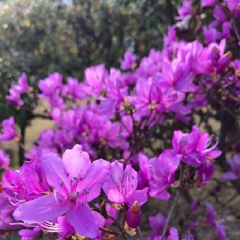 コバノミツバツツジの画像 by 和さん | お出かけ先とコバノミツバツツジ。とかわいいとピンクの花とコバノミツバツツジときれい