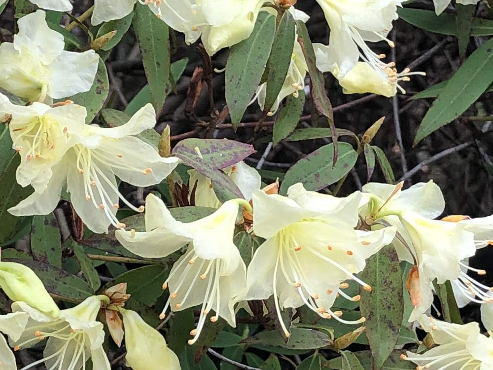 ヒカゲツツジの投稿画像 By 和さん 愛知県緑化センターとヒカゲツツジの花と黄色い花と花のある暮らしと ツツジ 19月4月3日 Greensnap グリーンスナップ