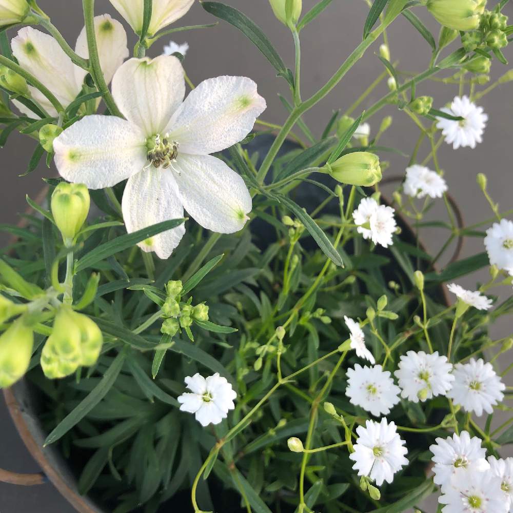 シレネの投稿画像 By まーさん デルフィニウムと花のある暮らしと白い花とガーデニング 2019月4月3日 Greensnap グリーンスナップ