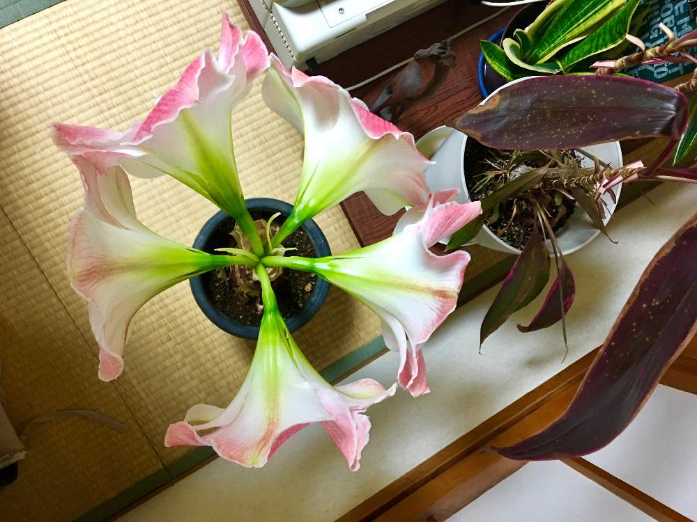アマリリスの投稿画像 By さえさん 開花記録と上から撮ってみた 19月4月3日 Greensnap グリーンスナップ