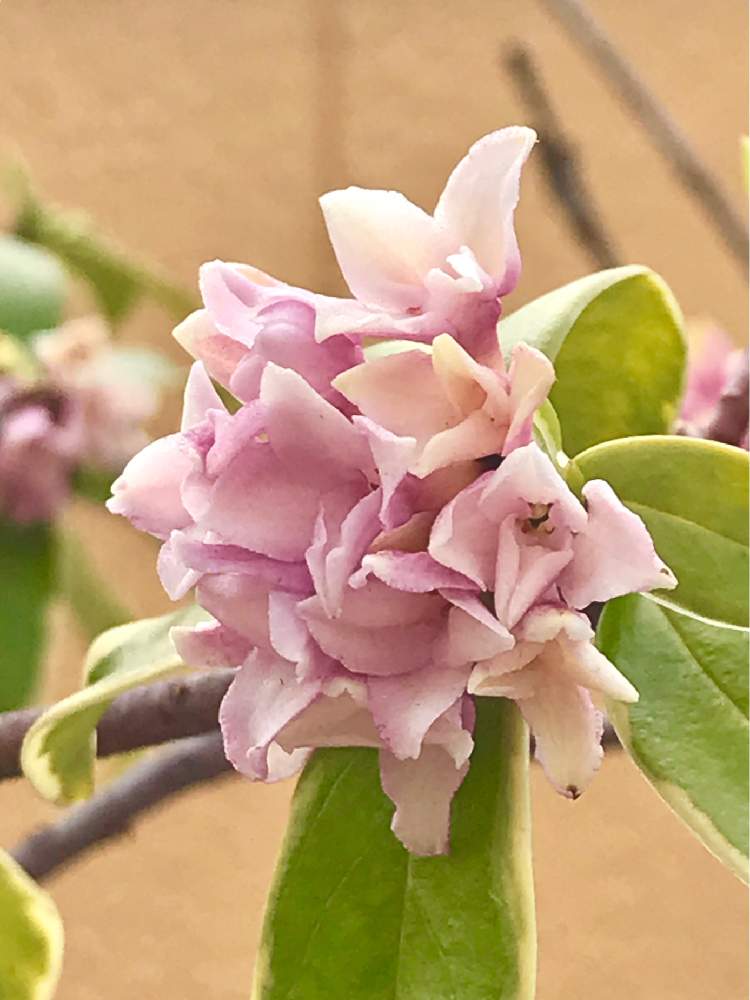 ジンチョウゲの投稿画像 By Fiorina さん いいかおりとピンクの花と沈丁花の花と春の香りと花のある暮らし 2019月4月3日 Greensnap グリーンスナップ