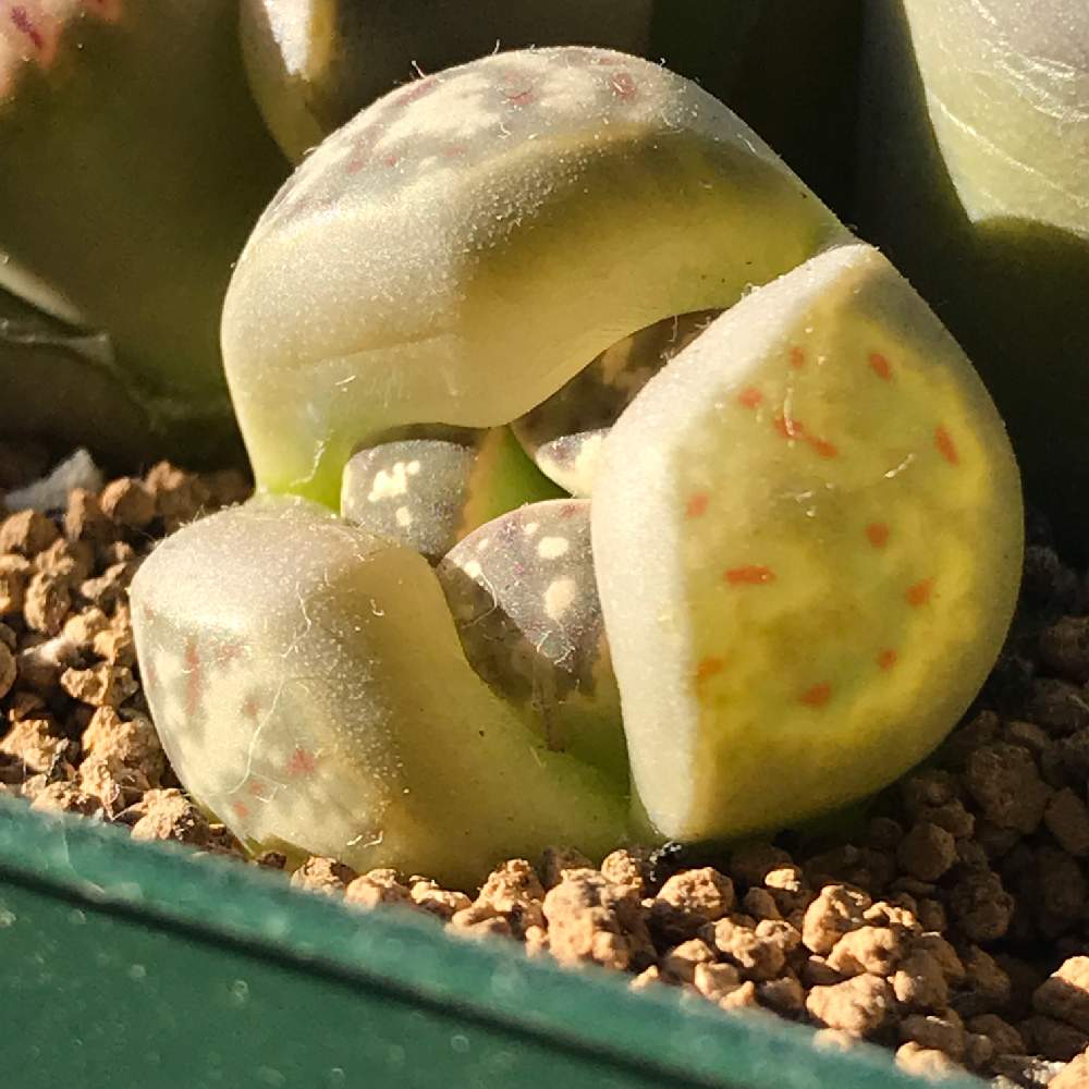 リトープスの投稿画像 By あくびさん 19月4月3日 Greensnap グリーンスナップ