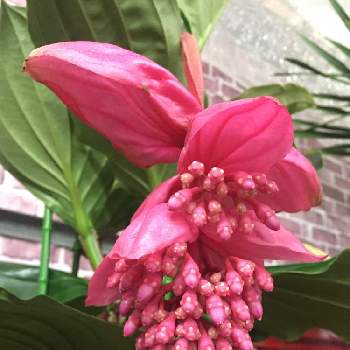 埼玉の園芸店の投稿画像一覧 Greensnap グリーンスナップ