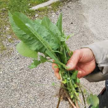GreenSnap(グリーンスナップ)
