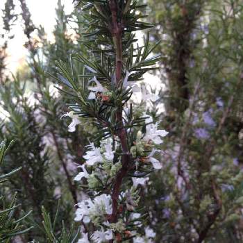 白 ローズマリーの投稿画像一覧 Greensnap グリーンスナップ