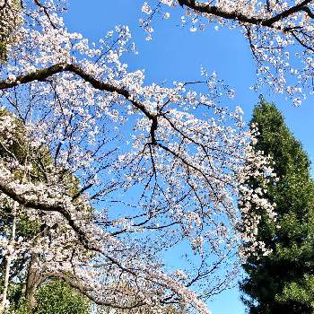 白い桜 の投稿画像一覧 Greensnap グリーンスナップ