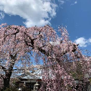 花によせての画像 by 淳 こさん | 『2019桜』フォトコンテストとよい 1日をとみんなに♡をと花によせて