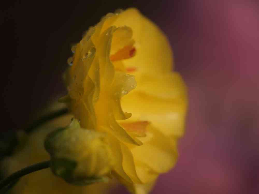 ゆず花さんの山下公園への投稿