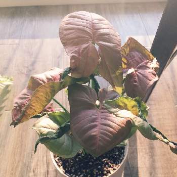 シンゴニウムピンクバタフライの投稿画像一覧 Greensnap グリーンスナップ