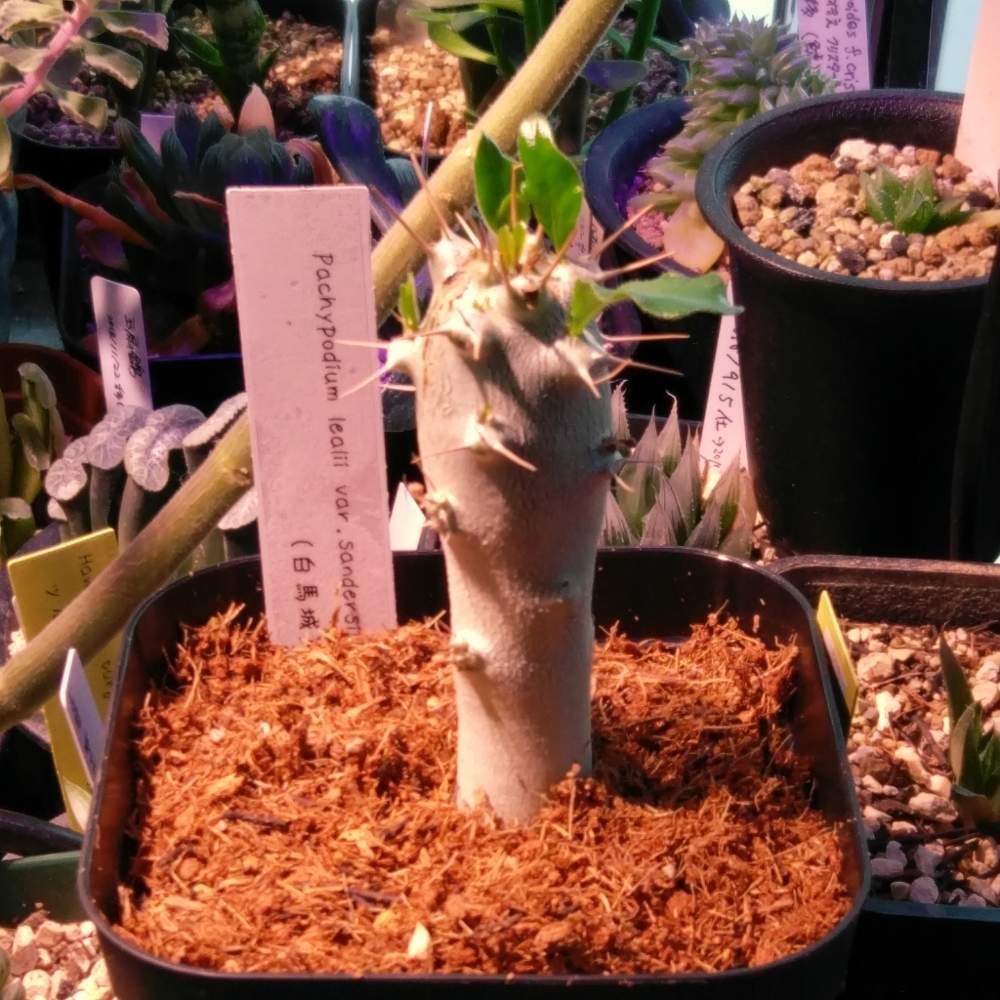 パキポディウム 白馬城の投稿画像 By I P G C Byシェスター さん 水やり と種まきと室内温室と植え替えと低温に負けない と移植と加温機とfgo 600s 温室 と窓際と水やりすぎ と植え替え完了 とタネまきとled栽培 19月4月4日 Greensnap グリーンスナップ パキポディウム 白馬城の投稿画像 By I P G C Byシェスター さん 水やり と種まきと室内温室と植え替えと低温に負けない と移植と加温機とfgo 600s 温室 と窓際と水やりすぎ と植え替え完了 とタネまきとled栽培 19月4月4日 Greensnap グリーンスナップ