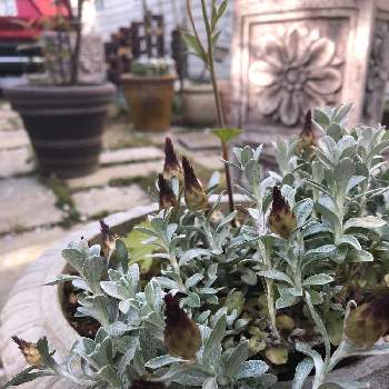 ヘリクリサム シルバーキャンドルの投稿画像一覧 Greensnap グリーンスナップ