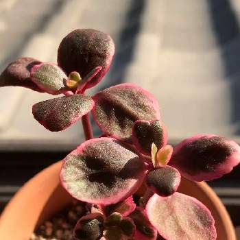 安曇野錦の投稿画像一覧 Greensnap グリーンスナップ