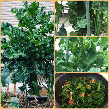 greensnap グリーンスナップ