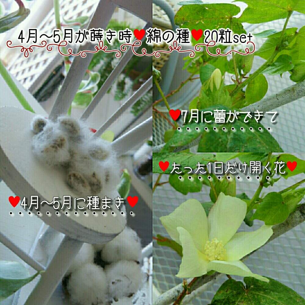 綿の花の投稿画像 By 葉っぱ空間 Gallery編み魔女 さん 綿のタネとテラスと綿の種販売と綿 の栽培とプロヴァンスと成長記録と販売中と曲線美と発根中と 葉っぱ空間 Gallery編み魔女と綿の種販売と綿の栽培とプロヴァンスと成長記録と販売中と曲線美と発根中と 綿の花の投稿画像 By 葉っぱ空間 Gallery編み魔女 さん 綿のタネとテラスと綿の種販売と綿 の栽培とプロヴァンスと成長記録と販売中と曲線美と発根中と 葉っぱ空間 Gallery編み魔女と綿の種販売と綿の栽培とプロヴァンスと成長記録と販売中と曲線美と発根中と
