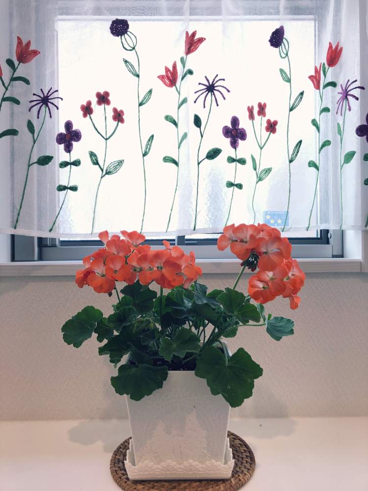ゼラニウムの投稿画像 By にゃんこさん セリア鉢と室内組とガーデニング初心者とオレンジ色と花のある暮らし 19月4月4日 Greensnap グリーンスナップ