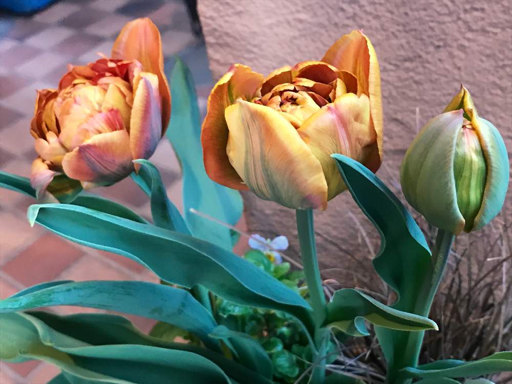 チューリップ ブラウニーの投稿画像 By Taiさん ビオラloveと鉢植えのお花とチューリップの蕾と チューリップと花のある暮らしと 秋植え球根 フォトコンテスト 19月4月4日 Greensnap グリーンスナップ