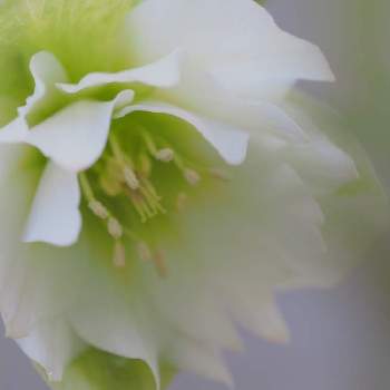 春を感じる花の投稿画像一覧 Greensnap グリーンスナップ