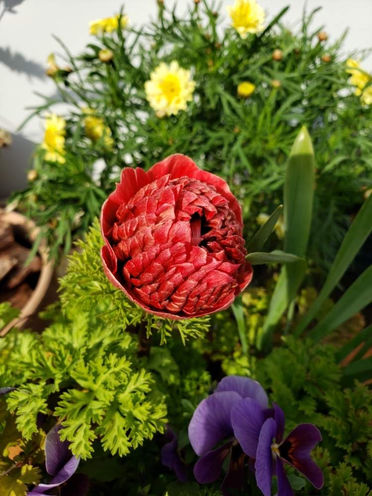 アネモネ リリカの投稿画像 By Miyabinさん 凛々花 りりか とアネモネ 凛々花とアネモネとgs映えと寒いっ と花粉症が酷いとi キンポウゲ科と花のある暮らし 19月4月4日 Greensnap グリーンスナップ