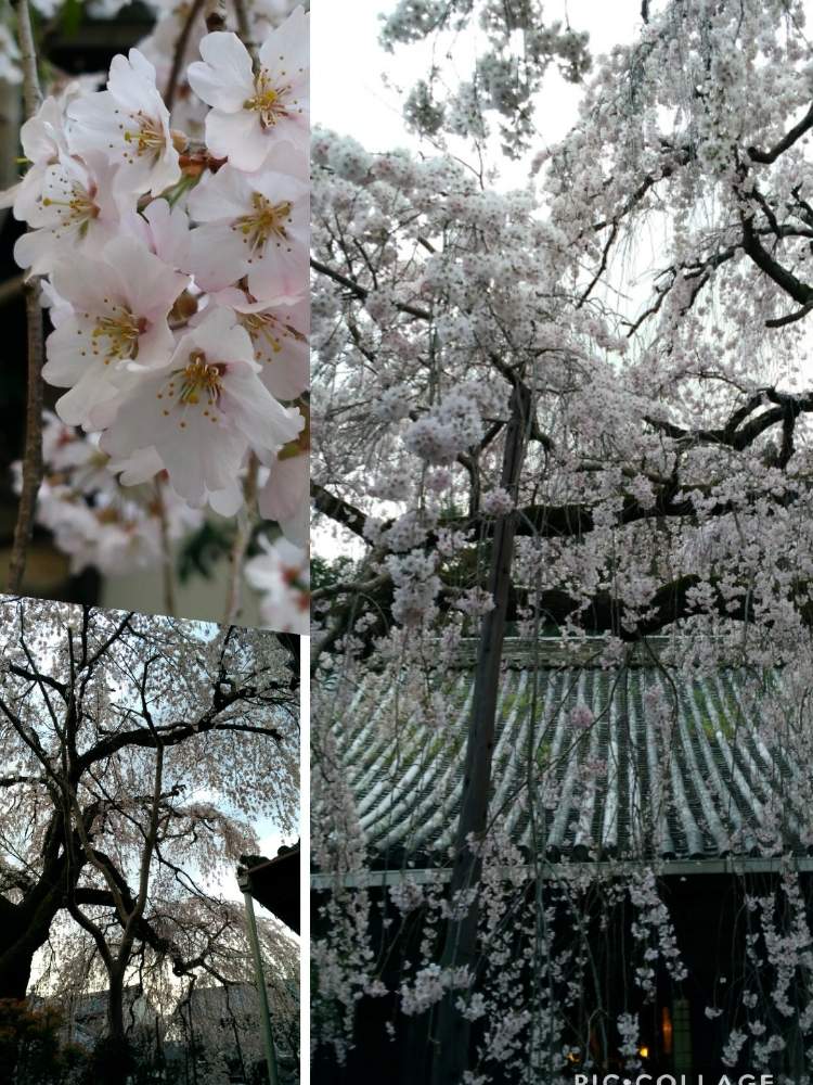 すべての美しい花の画像 ぜいたく枝垂桜 花 言葉 すべての美しい花の画像 ぜいたく枝垂桜 花 言葉