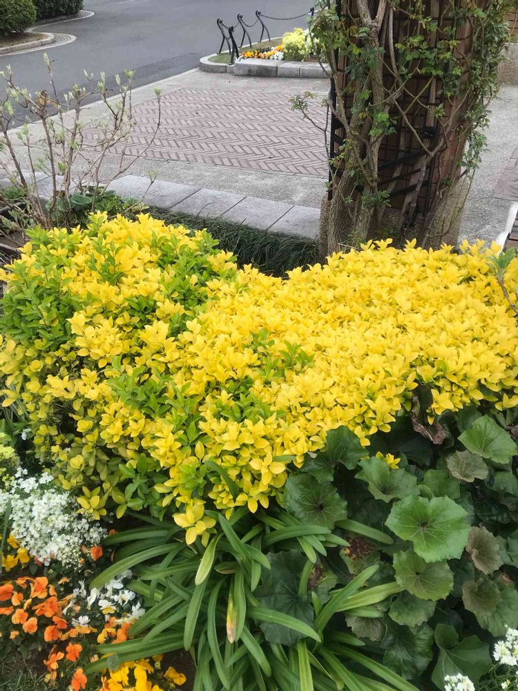 けろやさんの山下公園への投稿
