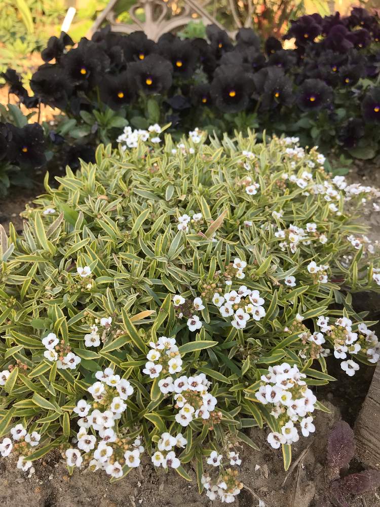 スーパーアリッサムの投稿画像 By ねこひげガーデンさん カラーリーフと花壇と花のある暮らしと白い花と庭の宿根草 19月4月4日 Greensnap グリーンスナップ